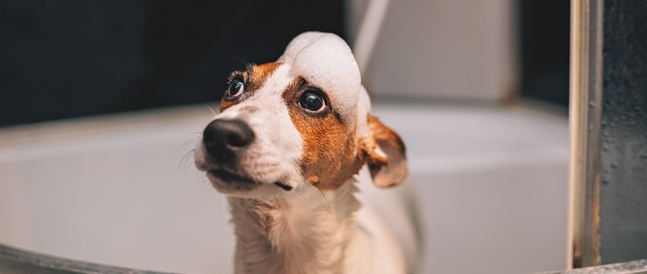 shampoing naturel pour chiens
